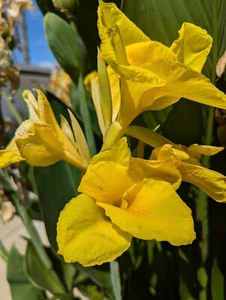 3 Canna Flaccida, Live Plant Rhizome (Golden Yellow) Canna Lilly  - Picture 1 of 4