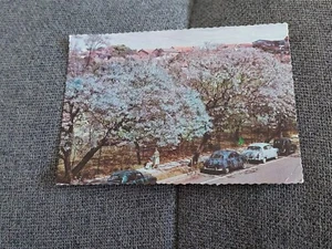 Brisbane Streets 1960s Old Cars Jacaranda Tree Vintage Postcard - Picture 1 of 3