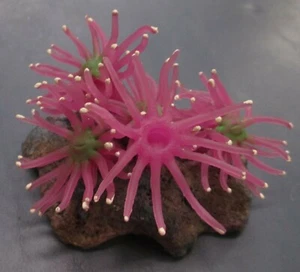 Aquarium Rock w/ Purple Anemones Artificial Decoration 4 x 3 x 3 inches size - Picture 1 of 5