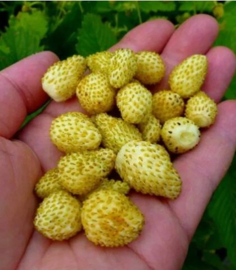 3 PIANTE DI FRAGOLA DI BOSCO GIALLE YELLOW WONDER VASO 10 - Immagine 1 di 1