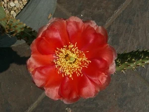 "Opuntia macrorhiza x polyacantha ""Rojo naranja"" - Planta - ¡MUY RARA! - Imagen 1 de 1
