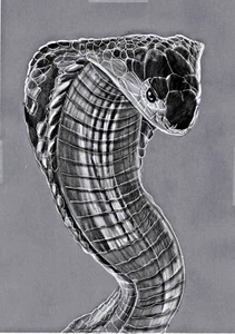Original pencil Artwork picture drawing Stunning King Cobra snake GREAT GIFT - Picture 1 of 3
