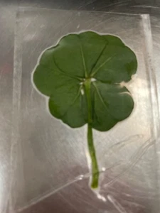 Green 5 leaf clover. Lucky - Picture 1 of 2