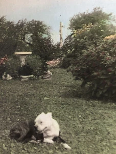 Antique Photo Circa 1920 Pit Bull Dog In Garden Hand Colored Tinted Beautiful - Picture 1 of 8