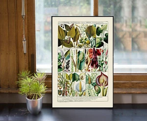 STAMPA POSTER Botanica Calla Lily Arum "Tabulae phytographicae" anni 1790 - Foto 1 di 5