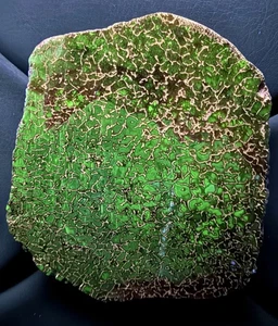 Fossilized Dinosaur Yellow Black Gem Bone Polished Slab Utah Fluorescent - Picture 1 of 4