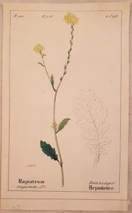 Rapistrum Rugosum Miagro Furry Turnip Weed 1843 Romer Botanica Botany Swiss - Picture 1 of 1