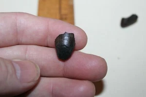 Fossil Alligator Mississippiensis Tooth Megalodon Era AM3 - Picture 1 of 3