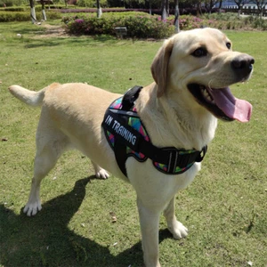 Emotional Dog Vest Harness Collar W/ Removable Patches DO NOT PET IN TRAINING XL - Picture 1 of 16