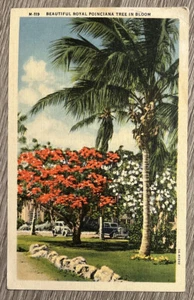 Schöner Royal Poinciana Baum in Blüte Florida FL Vintage Leinenautos Postkarte - Bild 1 von 9