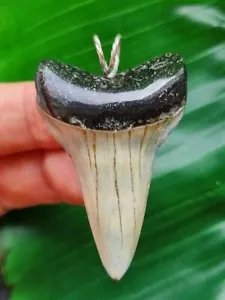 4,9 cm großer Zahn des Mako Hai als Anhänger - Hai Zahn Fossil Anhänger - Bild 1 von 3