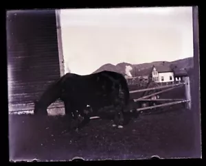 NEGATIVO IN VETRO FINE 1800 PRIMI '900, MONTAGNE IN LONTANANZA, RECINZIONE IN LEGNO, CAVALLO - Foto 1 di 2
