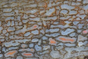 Blue Gray Agatized Dinosaur Bone, Utah, EX Shirley Collection, 200 grams - Picture 1 of 7