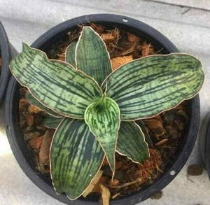 Maceta SANSEVIERIA Cleopatra Tamaño 4"" Con Raíces + CERTIFICADO GRATUITO - Imagen 1 de 5