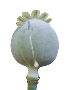 20.000 Samen (1 OZ) -Schlafmohn- Papaver Somniferum - Bild 1 von 2