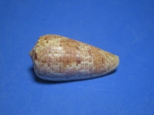 Conus nimbosus Hass, 1792 "SALOMONEN!"  (41,7mm) - Bild 1 von 7