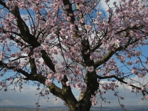 Mandelbaum -Prunus dulcis- 6 Samen - Bild 1 von 2