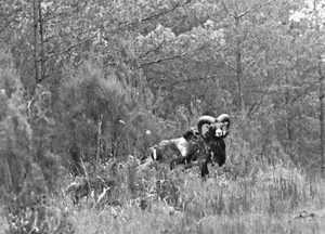 PHOTO DE CHASSE LE PANNEAUTAGE DU GIBIERS A CHAMBORD VERS 1985 - Imagen 1 de 3