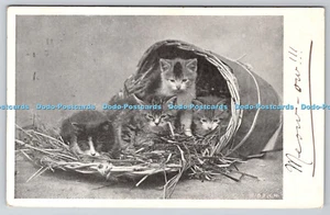 R760050 Katzen Die Premier Serie Nr. 2051 Bild Postkarte PM Falkirk 1903 - Bild 1 von 4