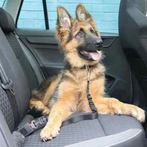 Pack de 2 cinturones de seguridad elásticos universales para perros clip para vehículo coche - Imagen 1 de 5