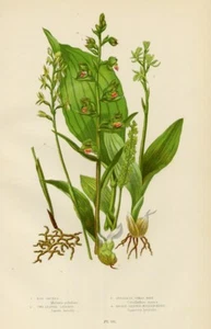 Antica Stampa 1899 LIPARIDE ELLEBORINE (215) Piante Fiori CROMOLITOGRAFIA Pratt - Bild 1 von 1