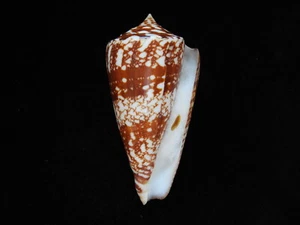 Sea Shells Conus amadis 86,1 mm ID #4747 - Imagen 1 de 4