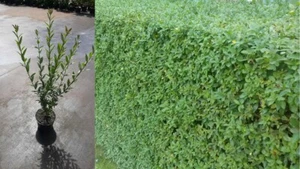 Ligustrum vulgaris Atrovirens 3L 70 - 100 cm Gewöhnlicher Liguster Ligusterhecke - Bild 1 von 7