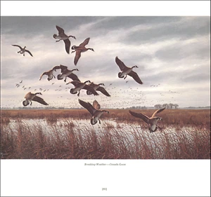 Impresión vintage 1978 pájaro ganso canadiense ganso pato volador por David Maass - Imagen 1 de 3