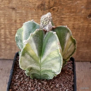 D5003 ASTROPHYTUM MYRIOSTIGMA ABIGARRADO maceta 10-H11-W11 cm MaMa Cactus - Imagen 1 de 4
