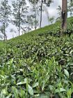 Ceylon Fresh Tea dried leaves leaf drink