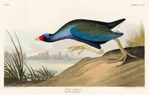 12094.Poster print or canvas wall decor design.Audubon birds.Purple Gallinule - Picture 1 of 1
