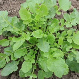 Yellow Rocket Cress - Winter Cress - Barbarea vulgaris - 100+ seeds - L 172 - Picture 1 of 1