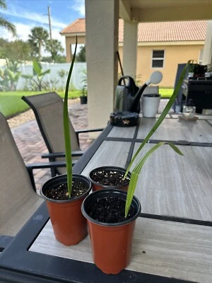 Plántula Silver Date Palm Phoenix Sylvestris Foto 1 de 3