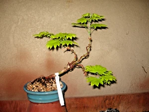 BONSAI GRAFTED JAPANESE MAPLE GOLDEN FULL MOON - Picture 1 of 2