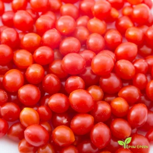 10 Tomberry Tomato seeds - SOLANUM LYCOPERSICUM + 5 seeds Sunflower - Picture 1 of 3