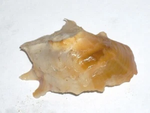 NEOPYCNODONTE COCHLEAR SPECIAL GOLD - Bild 1 von 1