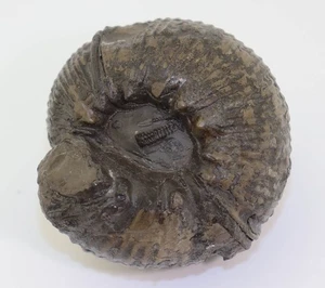 Ammonit, Olcostephanus convolutus, Kreide, Hauterive, Niedernehmen,  BRD -m322 - Picture 1 of 6