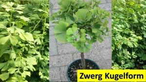 Ginkgo biloba Mariken Stamm Kugel Fächerblattbaum Ginko Zwergkugel - Bild 1 von 7