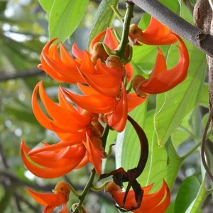 Red Jade Vine (Mucuna bennettii) - seed - Bild 1 von 5