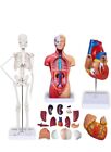 VEVOR Human Anatomy Models Bundle Teaching Set BrainTorso Body/Heart/Skeleton H3