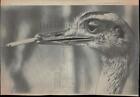 1967 Press Photo Emu at Stanley Park Zoo, British Columbia, smokes Cigarette