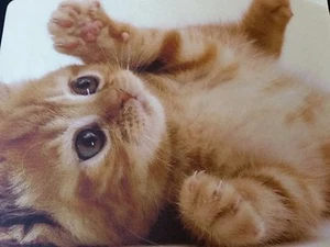 Niedliche Kätzchen Katze Fell Babys - Anti-Rutsch Computer Mauspad 9 x 7 Zoll - Bild 1 von 6