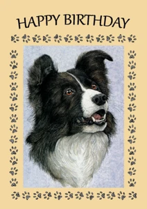 BORDER COLLIE HEAD STUDY GREAT BIRTHDAY GREETINGS NOTE CARD - Picture 1 of 1