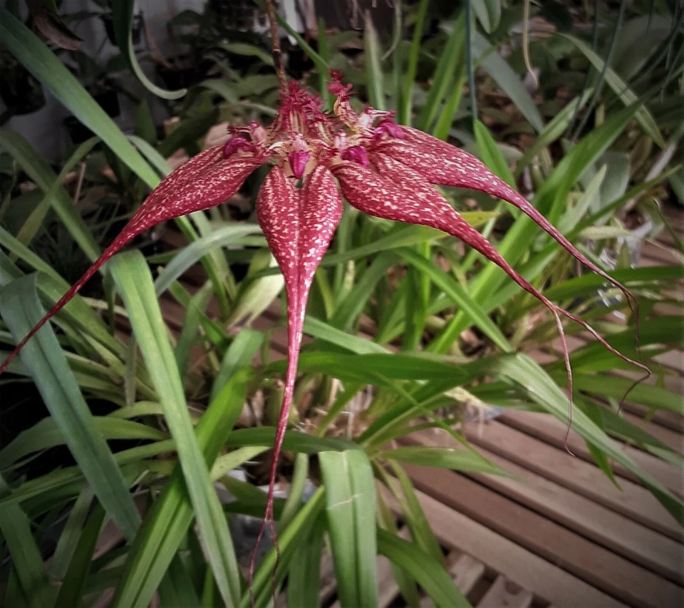 BULBOPHYLLUM  rothschildianum 'RED CHEMMEY' - Image 1 of 4