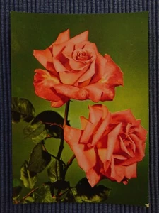 De Sol Antiguas Tarjeta Postal Ak Artística Rosa Rosaceae 50er - Imagen 1 de 2