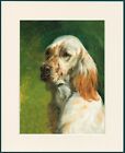 ENGLISH SETTER HEAD STUDY LOVELY DOG PRINT MOUNTED READY TO FRAME
