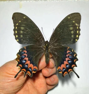 PAPILIO ABDERUS ABDERUS ****femmina n. 2 moduli AMERICA**** Messico,Veracriz - Foto 1 di 2