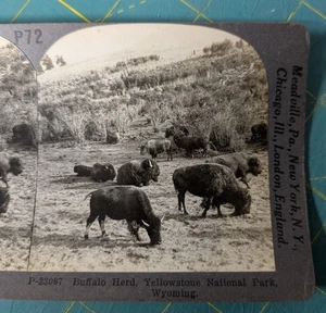 Tarjeta/foto de vista estéreo Keystone Keystone del Parque Nacional de Yellowstone Buffalo Herd - Imagen 1 de 3