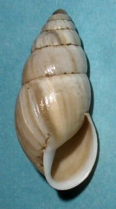 Zebrina detrita - ENIDAE - French Land Snail Shell - 23mm F++ #1547 - Picture 1 of 2