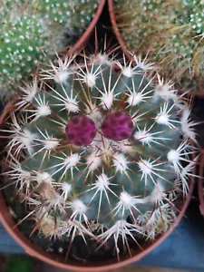Turbinicarpus horripilus 5 cms approx Young Plant Cactus Vintage - Picture 1 of 3